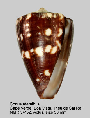 Conus ateralbus.jpg - Conus ateralbusKiener,1845